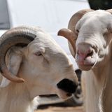 Le journal du 12 novembre 2025 : À Niamey, une conférence sur l’amélioration génétique des animaux domestiques