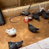 Les défis de l’élevage de pigeons chez les jeunes à Niamey (Tous à la fada)
