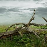 Cresce la moria globale degli alberi, ma non sappiamo di quanto