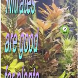 Who NEEDS NITRATES__