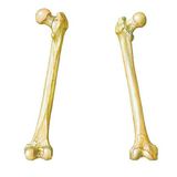 Morfología de los huesos