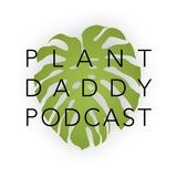 Episode 138: The Mandarin Plant, Chlorophytum orchidastrum