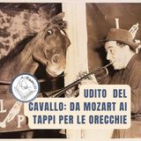 Udito del cavallo: da Mozart ai tappi per le orecchie