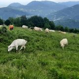 Aiuti all’agricoltura in quota: il Comune rinnova il fondo per le attività in zona montana