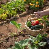 Coltivare un Orto per Coltivare Sé Stessi: La Via Naturale al Benessere Profondo 🌱