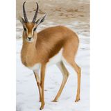 003.2 The Dorcas Gacelle