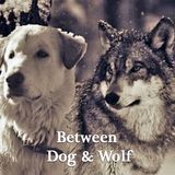 TSP115 - PH Factor: Between dog and wolf.