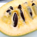 Il banano di montagna che cresce tra le Alpi: quando l’esotico incontra il freddo