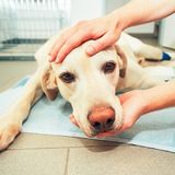 🎤 PODCAST • Pets, Loss of ~ I'm terrified with the knowledge that my dog will soon die.