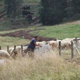 Strage di pecore, lupi a segno per la terza volta in un mese. Pozzer: “Politica sorda”