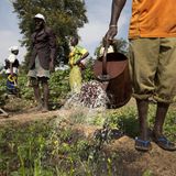 Le journal du 20 octobre 2025 - Birnin Konni : la culture de contre-saison menacée par le manque d’eau