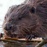 Stop The Beaver