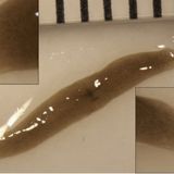 348E-371-2 Headed Space Worm