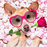 Is Your Pet Your Valentine This Year?