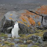 Le immagini iperspettrali svelano la vegetazione in Antartide