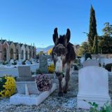 Fuggono dal gregge, asini “in visita” al cimitero. Fotonotizia