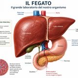 Il fegato: il grande laboratorio del corpo e il suo ruolo nella nostra salute