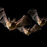Expert Bat Removal in Houston Elite Wildlife Services You Can Trust