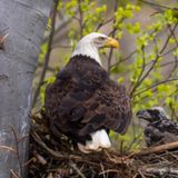 Counting Eagles, Maple Syrup, and Senator Glen Jeffries.