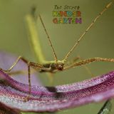 The Stick Insect