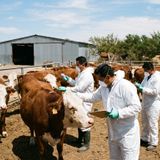 Gusano barrenador en Aguascalientes