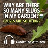 🎧 Why Are There So Many Slugs in My Garden? 🐌🌧️ Causes and Solutions 🌱✨