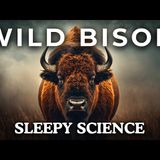 The Most Relaxing Bison Facts to Fall Asleep To _ No Adverts