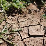 Sulla punta delle “dita” il sistema di allarme che aiuta le piante a sopravvivere