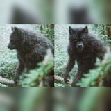Linda Godfrey’s 30-Year Dogman Files… What the Evidence Suggests
