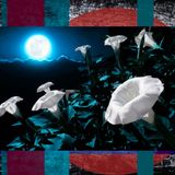 Fall Asleep At The Wizard's Cottage While He Makes Moonflower Brew