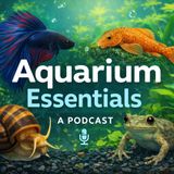 EP 1 // Our First Betta Fish: What We Learned (So You Don’t Make the Same Mistakes)