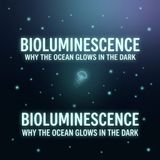 Bioluminescence_ Why the Ocean Glows in the Dark