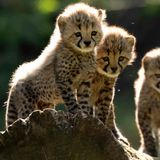 008.3 The World of Cheetah