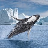 Cos'è la Groenlandia e perché tutti la vogliono