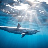 la extinguicion del tiburon mako