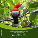 NUESTRO OXÍGENO Nueva ruta para avistamiento de aves en el Valle del Cauca - Andrés Lozano Villamil
