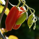Il Pomodoro: Un Tesoro di Salute Sotto la Pelle Rossa