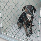 Estate da incubo in canile, tra abbandoni e cani vittime del disagio sociale