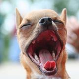 The Lowdown on Dog Yawns - Family Pet Swallows Diamonds. What's Next?