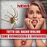 Tutto Sul Ragno Violino: Come Riconoscerlo e Difendersi!