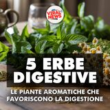 ERBE DIGESTIVE: 5 piante aromatiche che favoriscono la digestione e riducono gonfiore