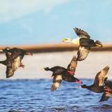 Besos de Terciopelo - "Las aves en la literatura" - Conduce: Diosma Patricia Davis * Argentina desde RAO/México.