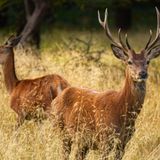 La Biblioteca de Elia: Bambi, una vida en el bosque