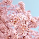 La danza dei petali rosa: rincorsa alla fioritura dei ciliegi
