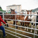 Noticias del sector: Galicia y Extremadura suspenden la presencia de ganado en ferias por la dermatosis nodular