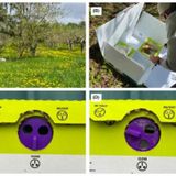 Wild bumblebee queens lured and killed in commercial hives, study reveals [W[R]C]