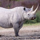 008.1 Black Rhino