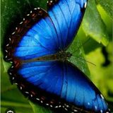 La Mariposa Azul