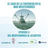 El caso de la Tintorera en el Mar Mediterráneo. Episodio 2: Del Mediterráneo al Atlántico