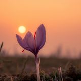 Zafferano: il tesoro d’Oriente che illumina l’umore e la salute